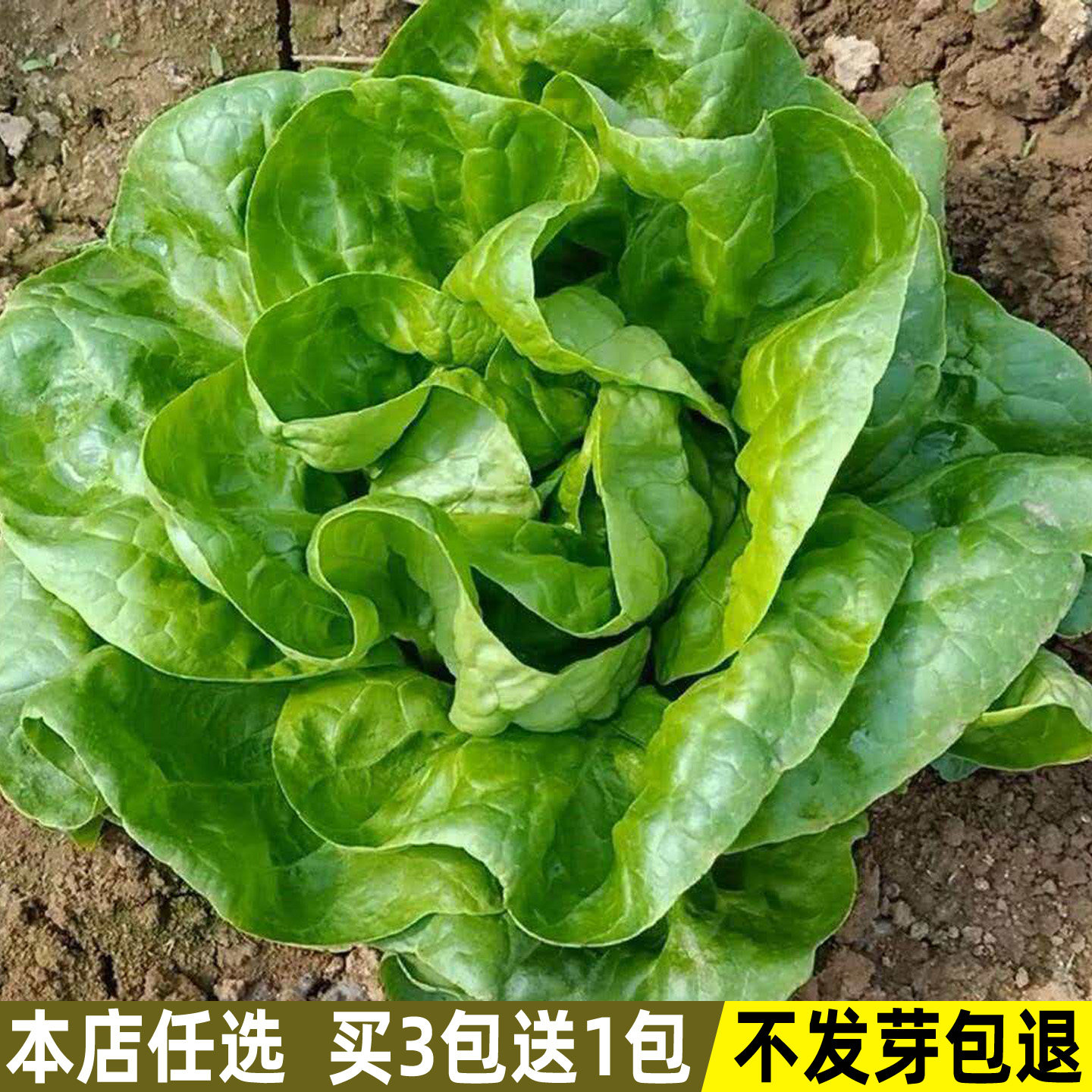 奶油生菜种子种籽生菜种孑四季盆栽易种春季菜籽种秋冬季蔬菜种子