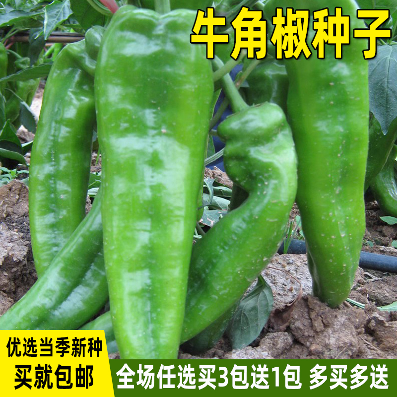 大果牛角椒种子肉厚青椒种籽四季盆栽辣椒种籽庭院菜园蔬菜种子孑