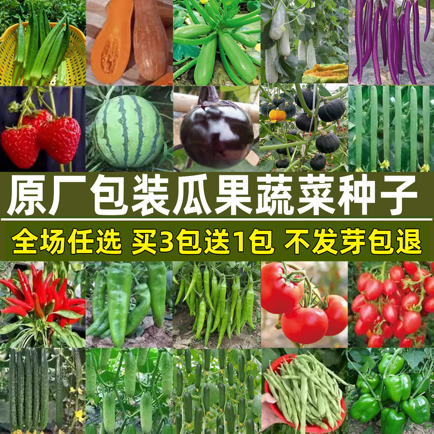 瓜果蔬菜种子阳台盆栽庭院易种植图片