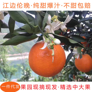 橙子正宗秭归伦晚绿色手剥甜橙当季现摘新鲜水果产地直发整箱包邮