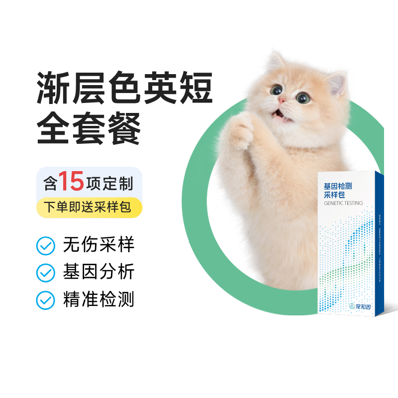 猫舍定制渐层色英短全套餐