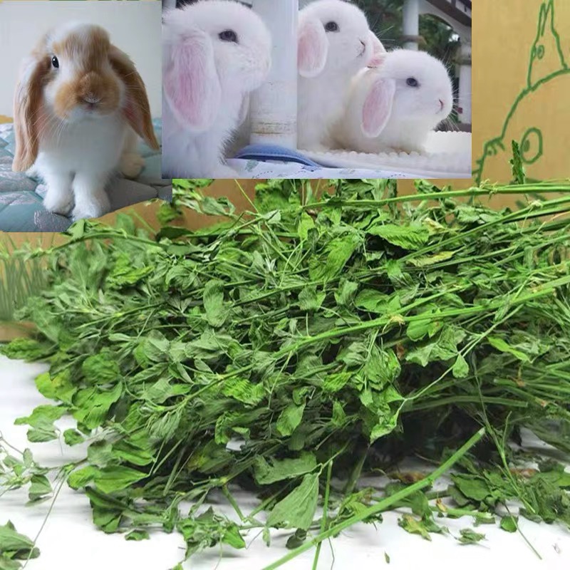苜蓿草紫花苜蓿草饲料幼兔兔子草龙猫草荷兰猪草牧草兔粮毛重1kg