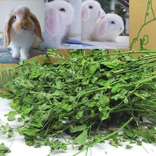 苜蓿草紫花苜蓿草饲料幼兔兔子草龙猫草荷兰猪草牧草兔粮毛重1kg