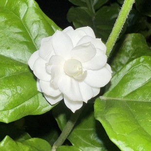 正版尖叶宝珠茉莉花 重瓣尖宝芳香浓郁 阳台庭院盆栽绿植易养易活