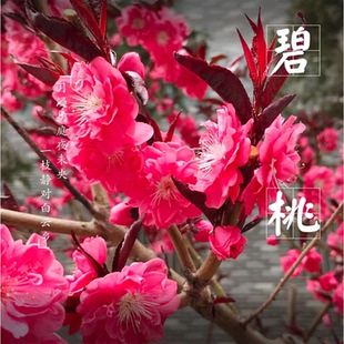 紫叶碧桃树苗千叶桃花苗观赏桃花树庭院绿化盆栽花卉嫁接红叶碧桃