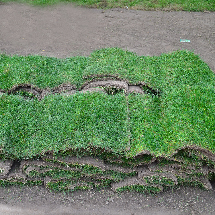 小区绿化成品草坪四季青果岭草矮生百慕大草坪别墅庭院专用草皮