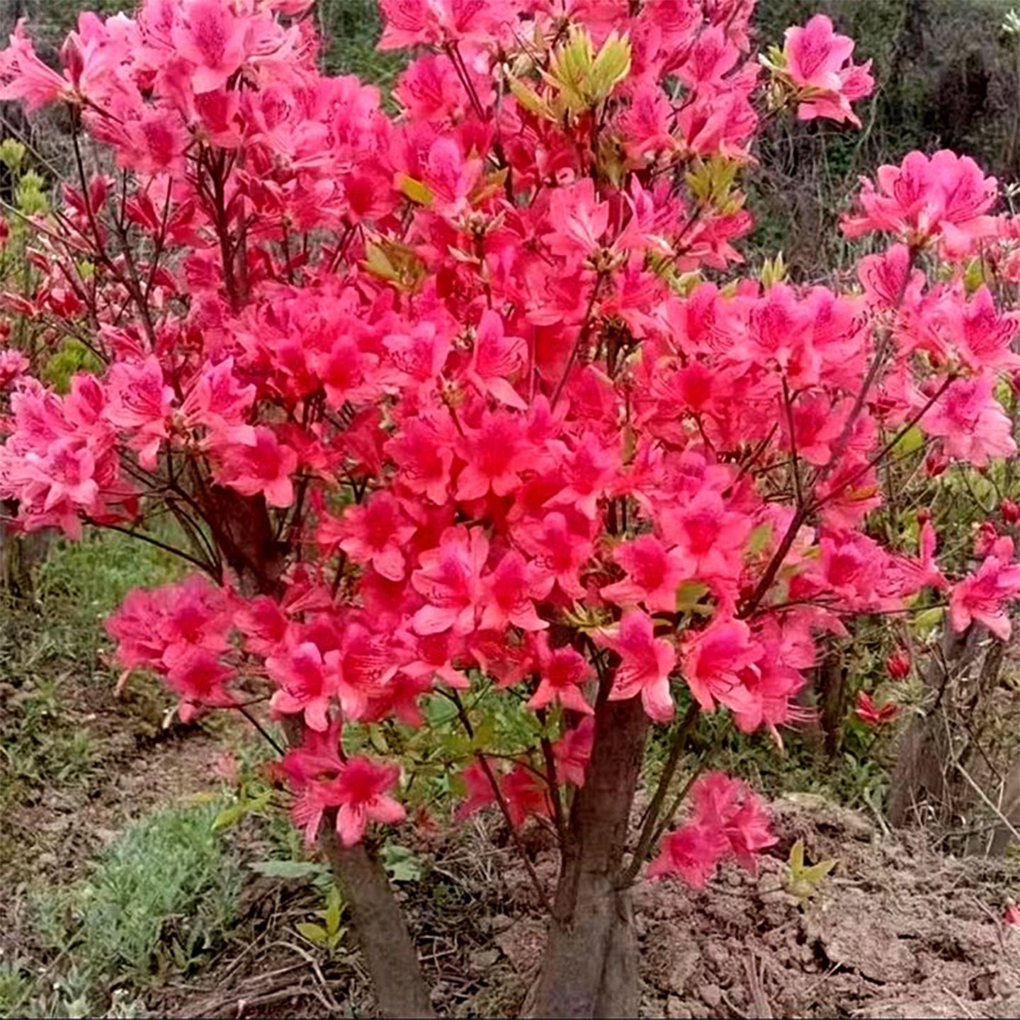 双季映山红树苗毛杜鹃花苗图片