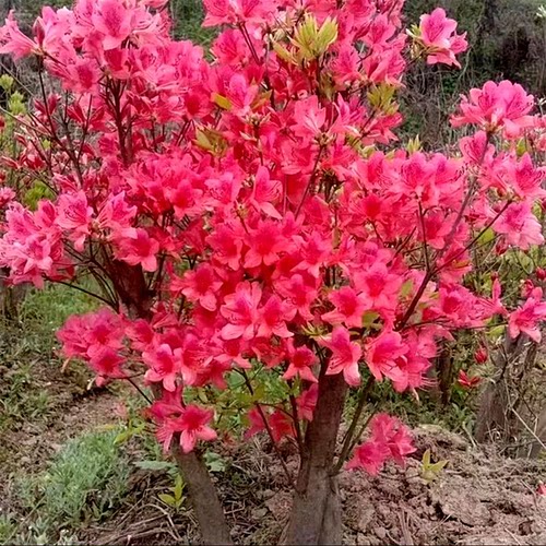 双季映山红树苗毛杜鹃花苗