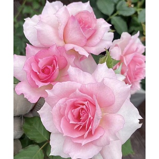 粉色天方夜谭月季花苗花丰花浓香阳台盆栽室外庭院地栽