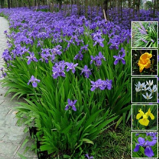 德国蓝花鸢尾苗庭院地被植物葱兰大花萱草黄菖蒲多年生耐阴驱蚊虫