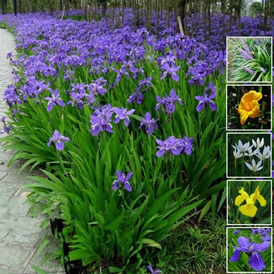 德国蓝花鸢尾苗庭院地被植物葱兰