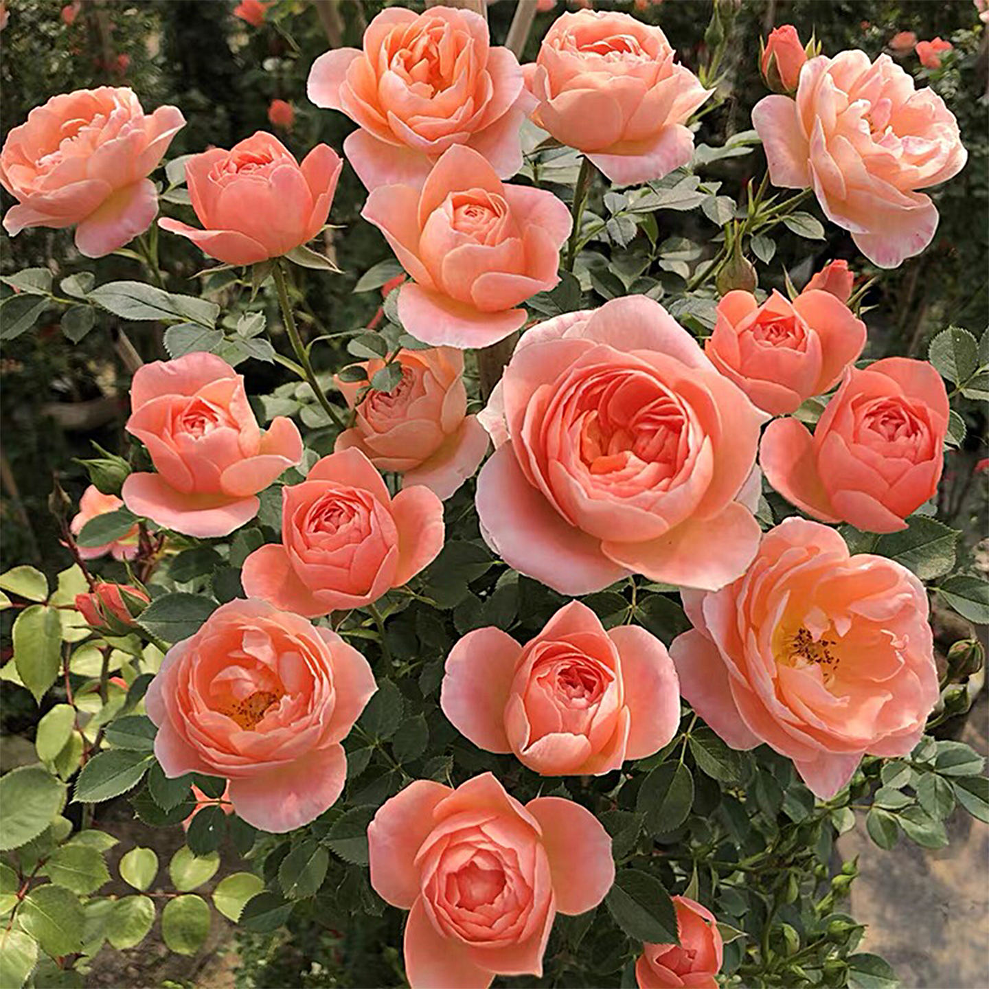 藤甜梦爬藤月季花苗浓香多花蔷薇爬墙庭院阳台盆栽地栽,鲜花速递/花卉仿真/绿植园艺,月季/蔷薇/玫瑰,淘宝优惠券,粉丝福利购,淘宝优惠卷