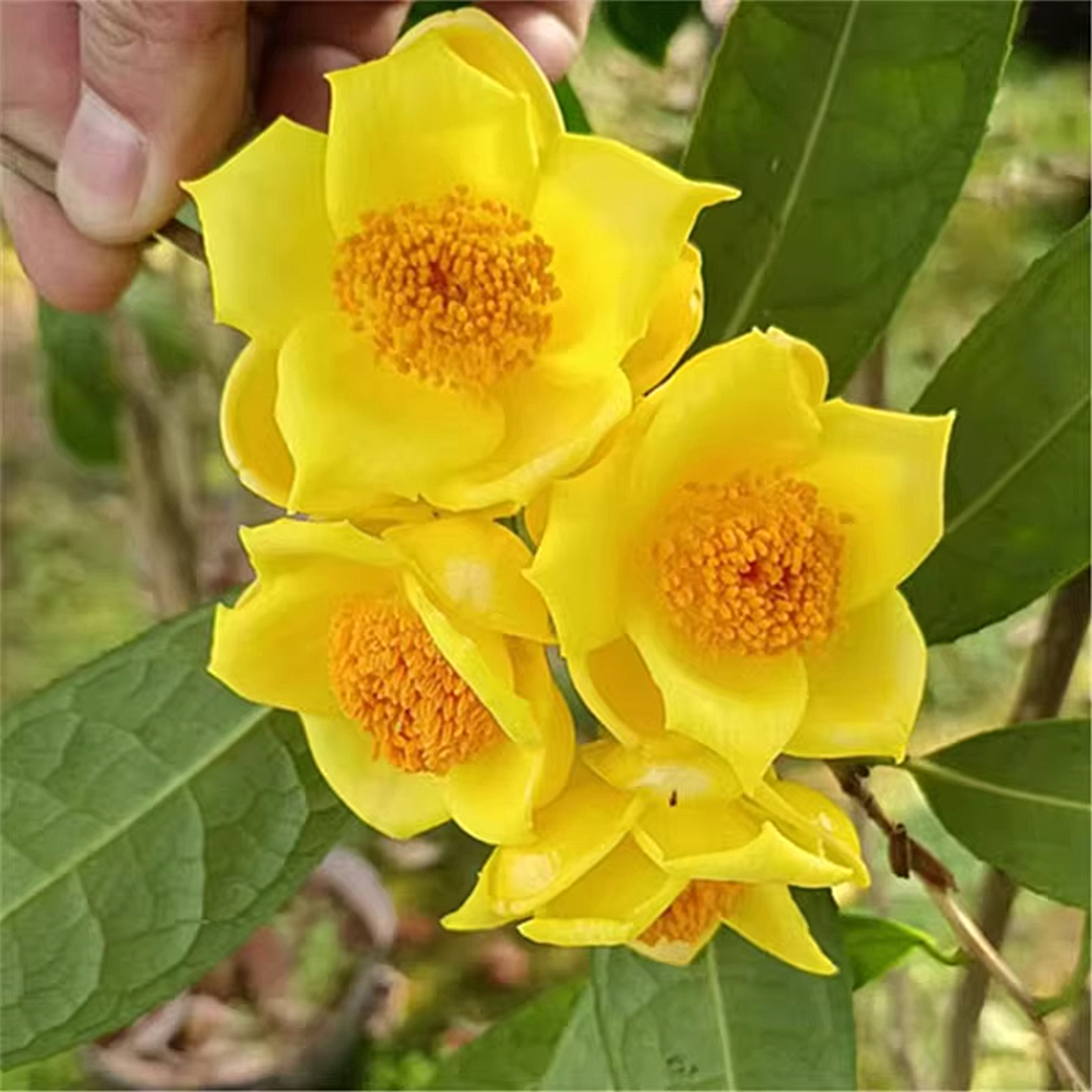 防城金花茶树苗金茶花四季盆栽