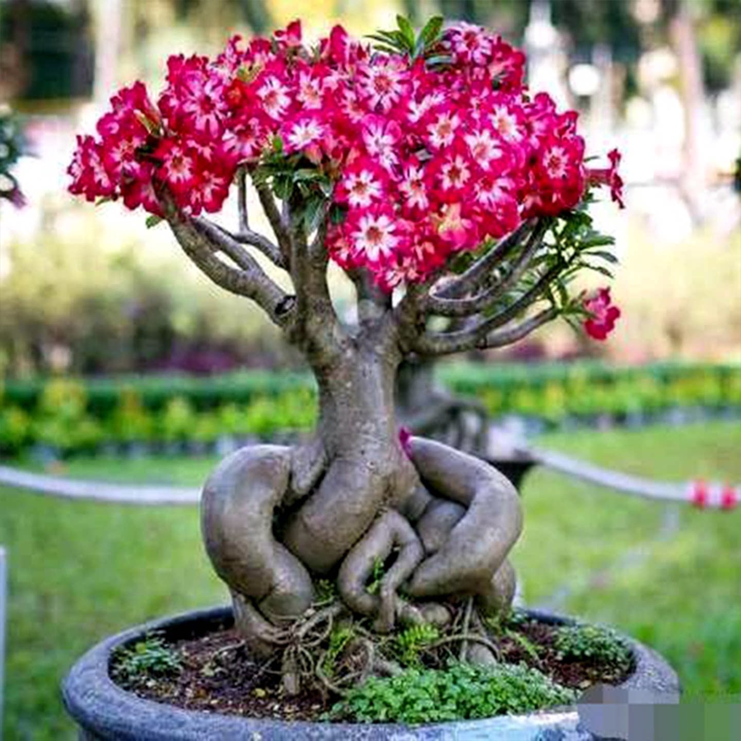 沙漠玫瑰盆栽免邮花卉室内花植物图片