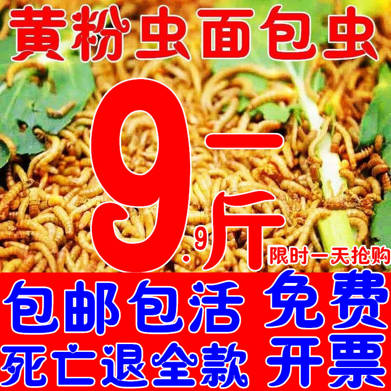 新款鲜活500g龙鱼仓鼠鸟食黄粉虫