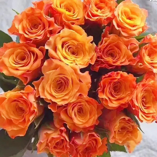 花源里玫瑰切花金色海岸玫瑰10枝基地发货多种规格可选