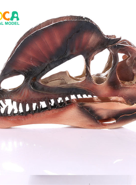 树脂工艺品展览模型居家摆件双冠龙恐龙头骨树脂骷髅头 KLGT003