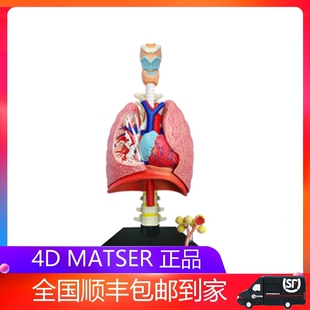 4D MASTER益智拼装玩具人体肺部器官解剖模型医学教学DIY科普用具