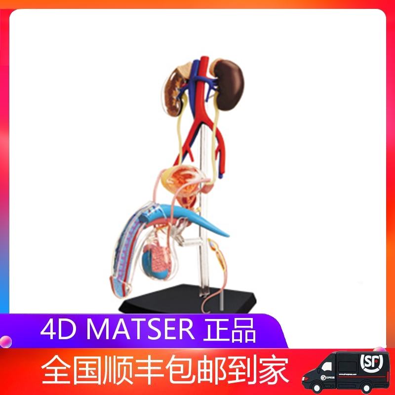 益智拼装玩具人体男性模型diy