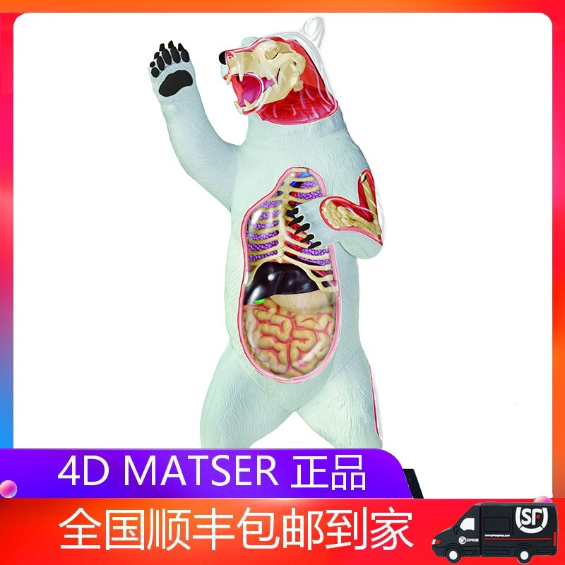 4d master白熊北极熊模型仿真动物器官解剖医用教学益智拼装玩具