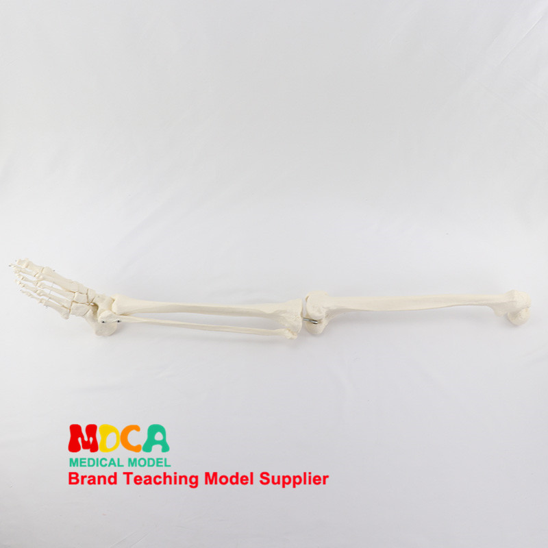 人体脚骨脚趾骨模型下肢骨韧带关节骨科外科骨骼仿真医用教学用具,玩具/童车/益智/积木/模型,其他模型玩具,淘宝优惠券,粉丝福利购,淘宝优惠卷