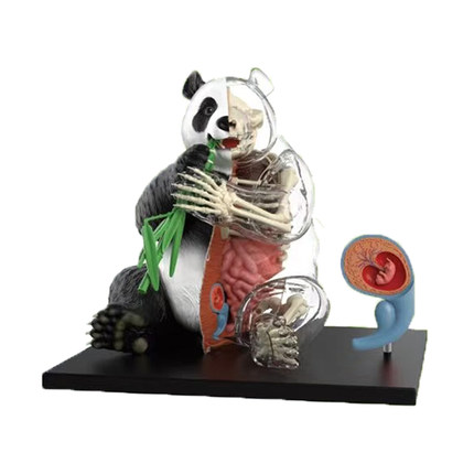 4D MASTER大熊猫模型仿真内脏器官骨骼解剖动物教学用具拼装玩具