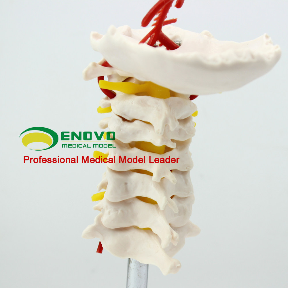 enovo颐诺人体颈椎颈动脉模型颈椎模型人体骨骼标本模型骨科模型