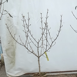 中华木绣球盆栽地栽春秋季开花庭院花卉