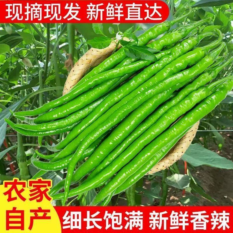 安徽会龙农家蔬菜新鲜现摘二荆条青线椒微辣中辣青尖辣椒杭椒产地