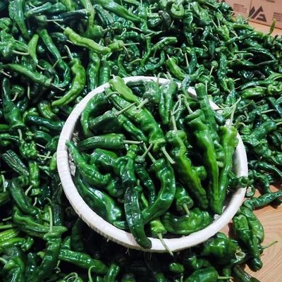 特辣辣椒新鲜青辣椒薄皮超辣小皱皮农家自种蔬菜炒辣子鸡现摘现发
