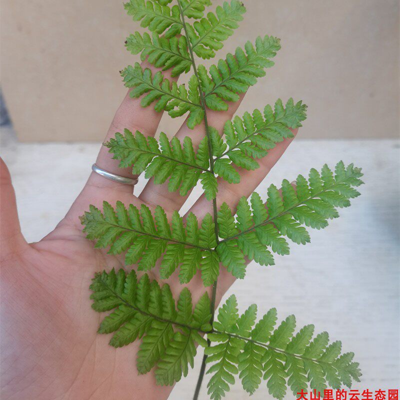 虹鳞肋毛蕨磷毛蕨一叶蕨乌毛蕨狼尾蕨观音马蹄金毛紫箕蕨凤尾蕨