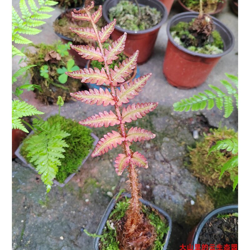 狗脊蕨室内磷毛蕨网红一叶蕨乌毛蕨狼尾观音马蹄金毛紫箕蕨凤尾蕨