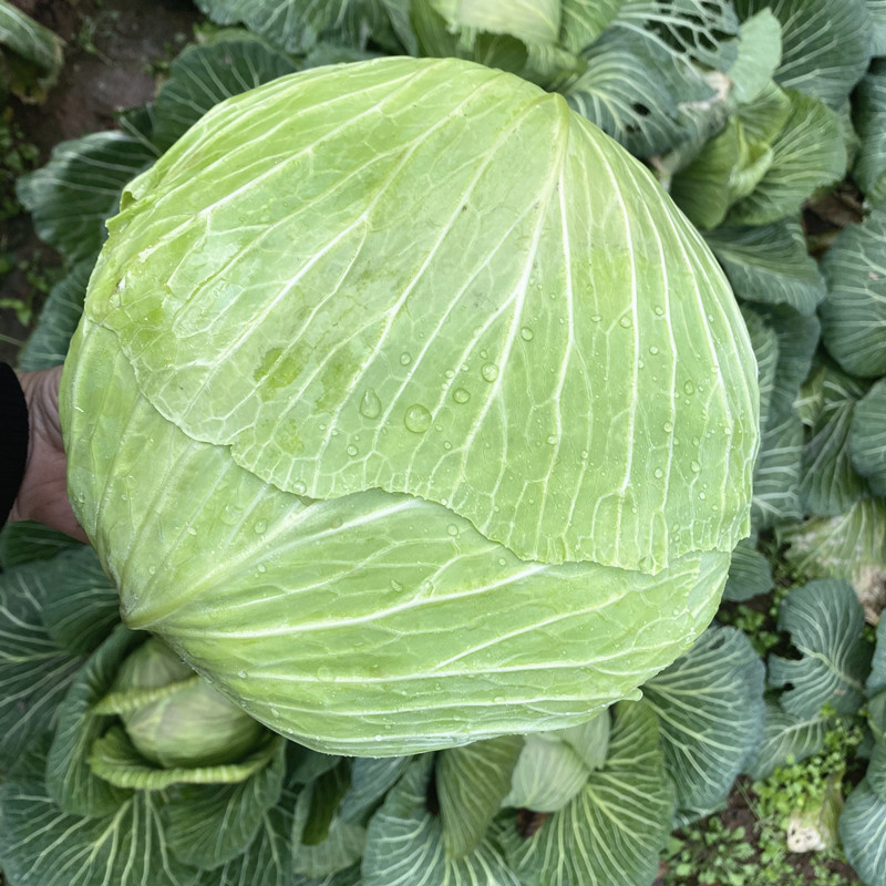 重庆新鲜包包菜圆白菜莲花白平心甘蓝菜卷心菜扁包心菜应季蔬菜
