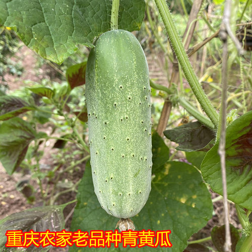 重庆新鲜嫩黄瓜青皮黄瓜生吃黄瓜露天种植不打药老品种黄瓜现摘