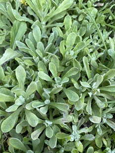 重庆清明菜新鲜野生曲鼠草棉籽草现摘做青团原材料