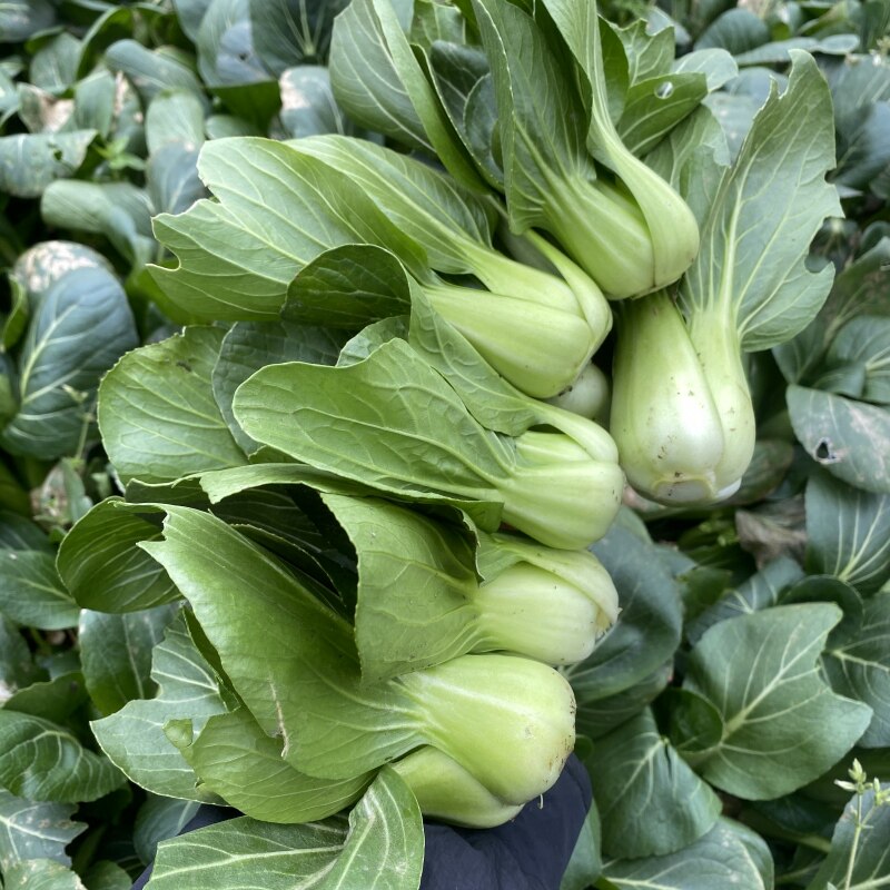 重庆新鲜瓢儿菜农家种植上海青小白菜瓢儿白叶子菜现摘打霜菜