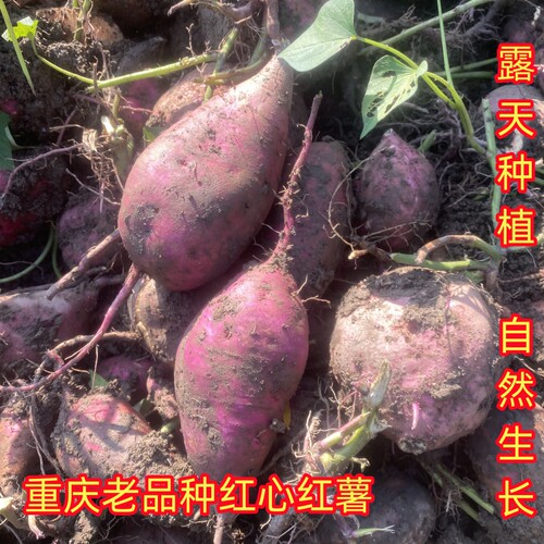 重庆新鲜红薯红苕地瓜农家红皮红心番薯露天种植