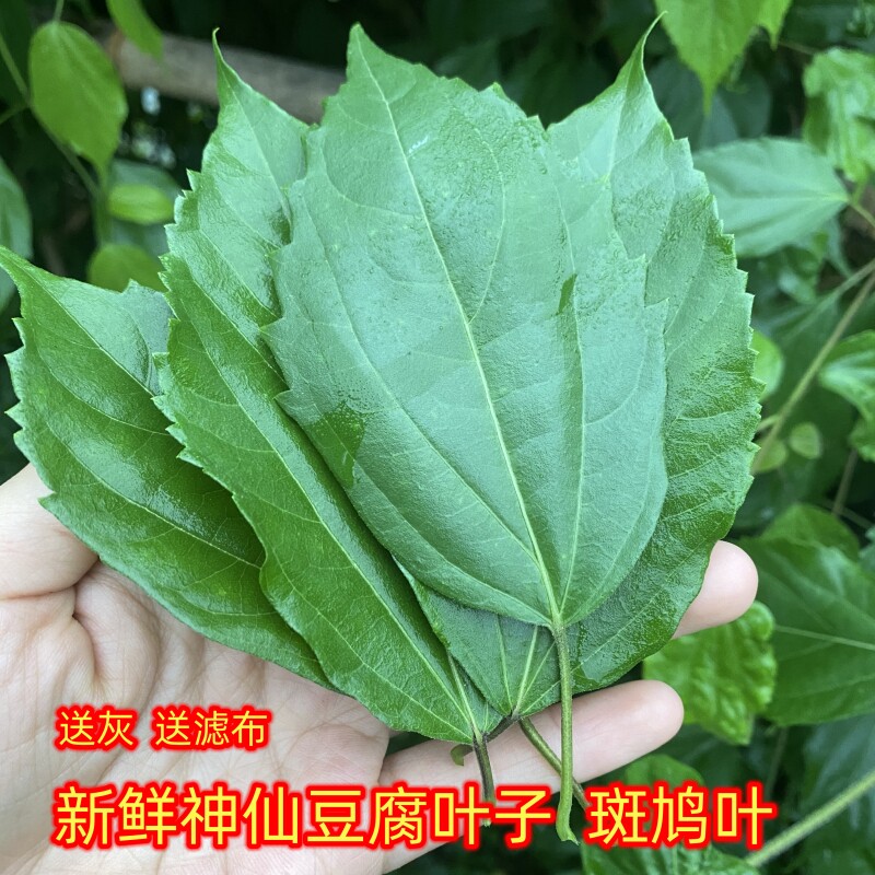 重庆斑鸠叶新鲜神仙豆腐树叶臭黄荆叶子观音柴叶双翅六道木