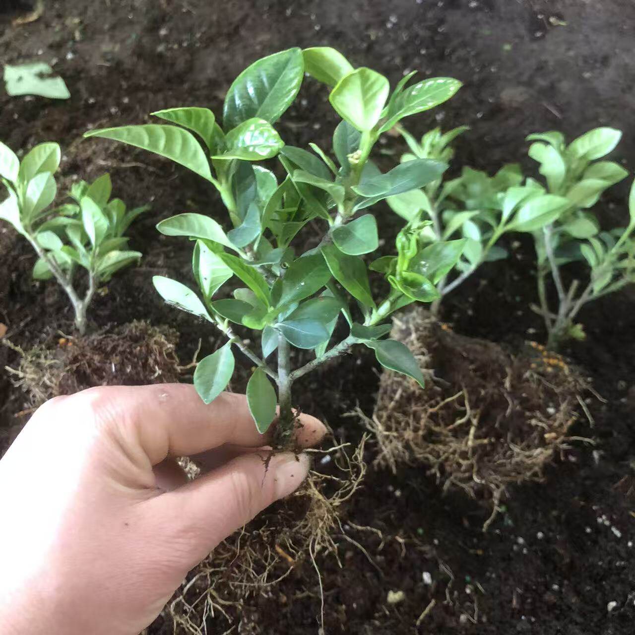 栀子花苗四季常青当年开花新手好养室内外浓香绿植原土带根图片