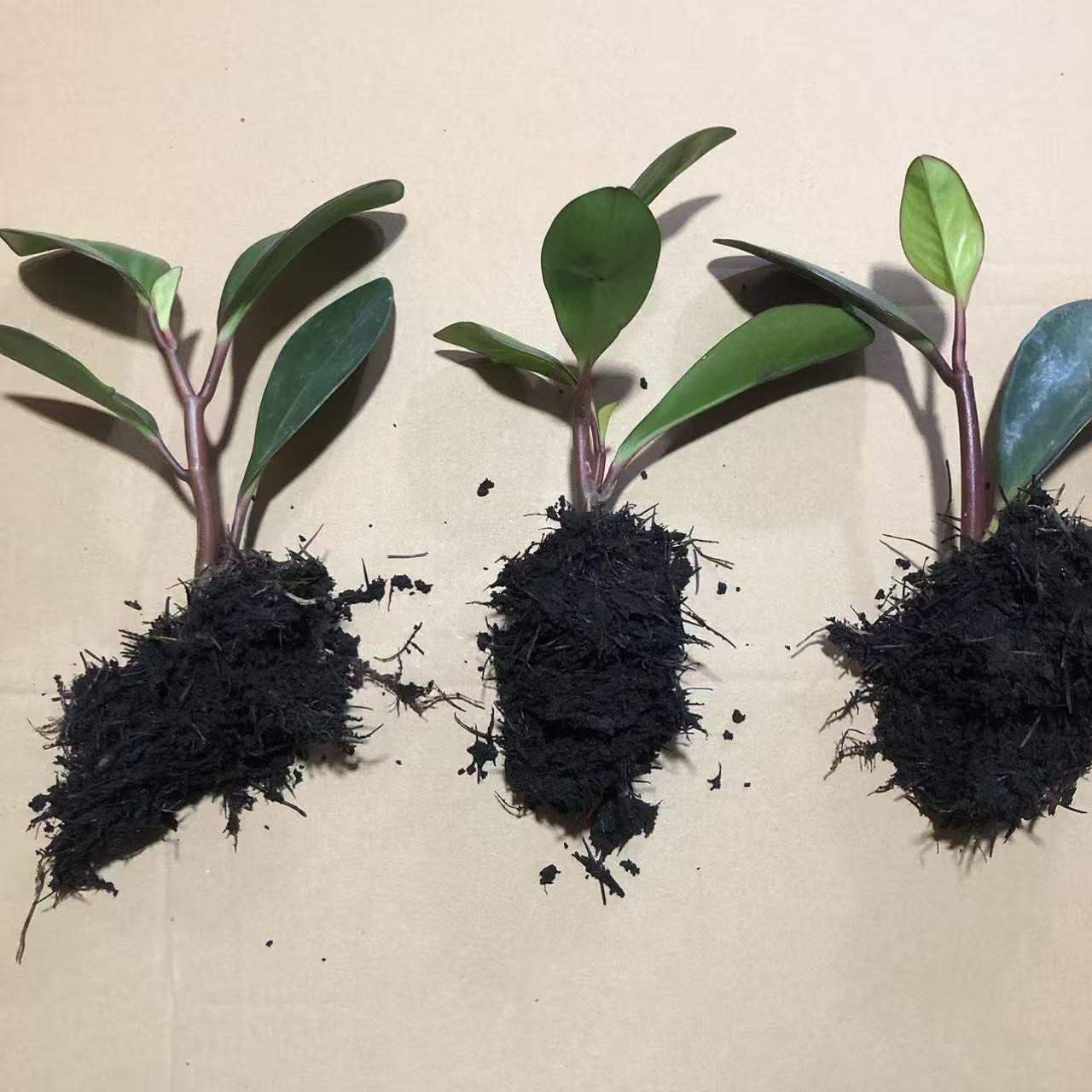 新品紫碧玉豆瓣绿盆栽室内外青叶花卉净化空气绿植物