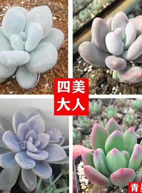 阳台简单防辐射趣味桃美人