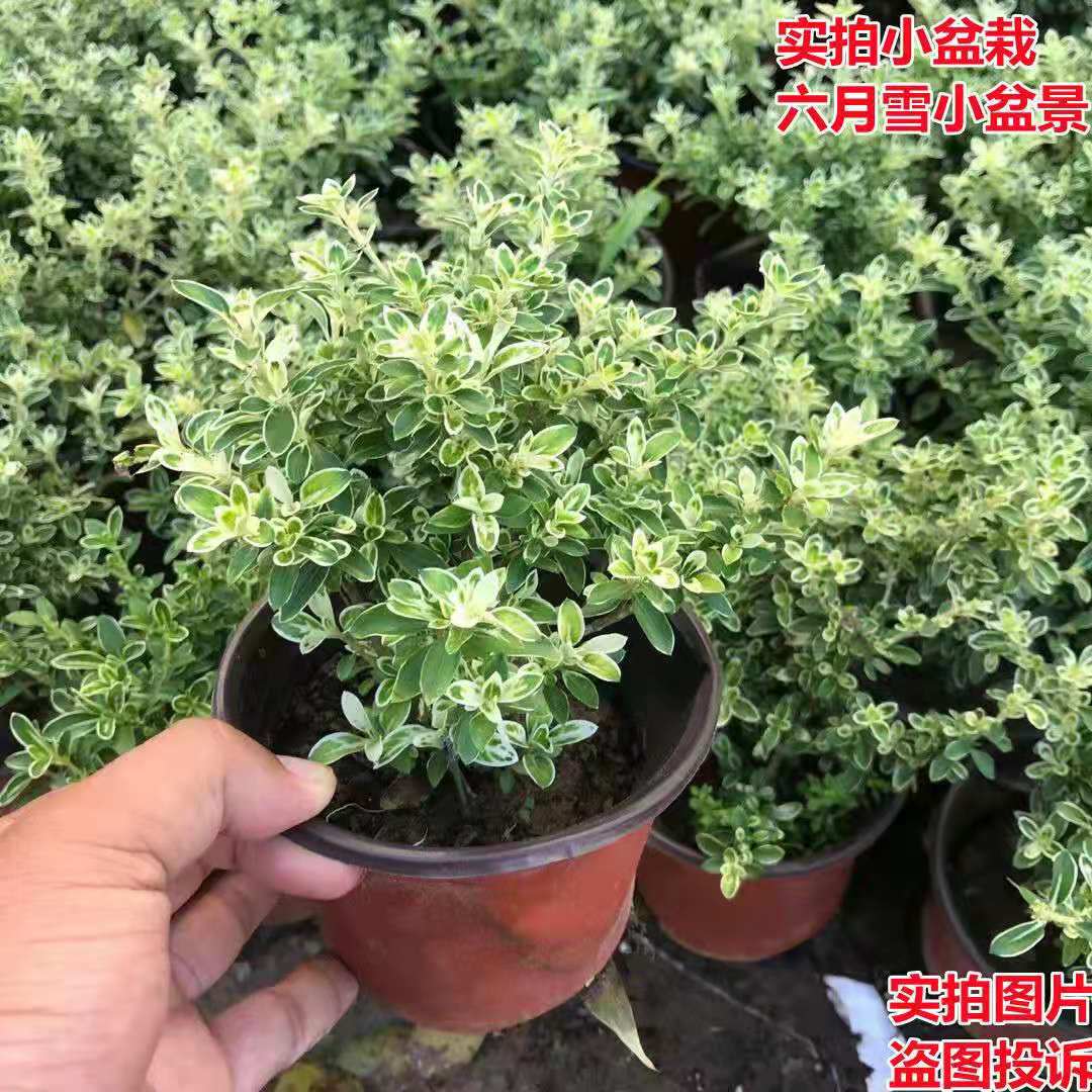 白花金边六月雪盆景植物开花小盆栽办公室桌面室内绿植花卉