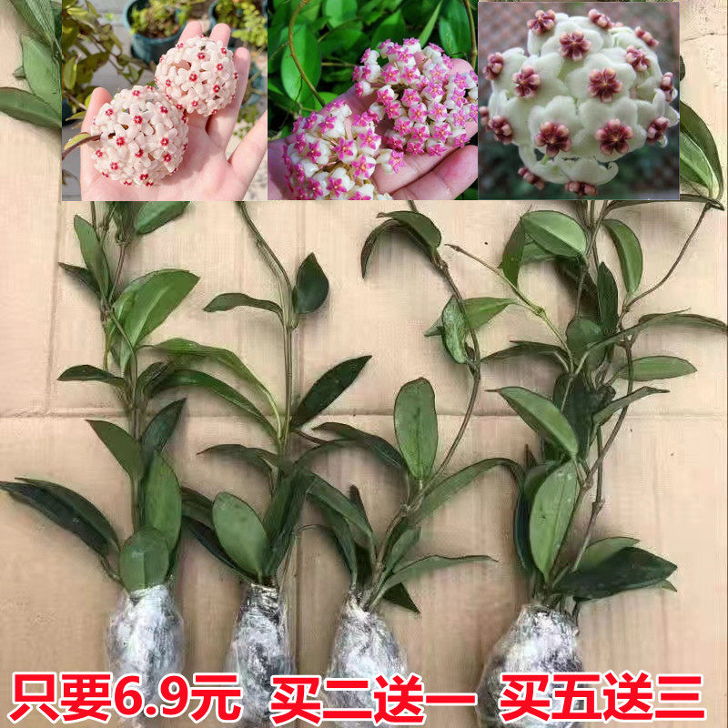 四季球兰盆栽球兰花苗大苗球形花卉球兰花室内爬藤花卉吊兰盆栽 - 实物图
