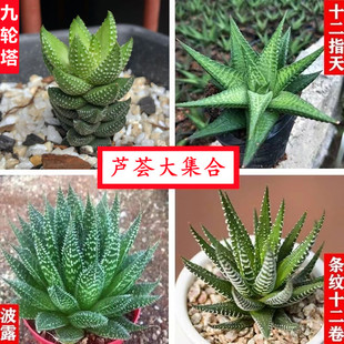 多肉植物芦荟不夜城芦荟珍珠芦荟条纹十二卷十二之天波露防辐射