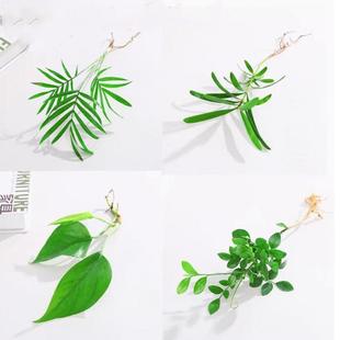 盆栽绿萝竹柏 罗汉松袖珍椰子办公桌室内水培植物 水培土培