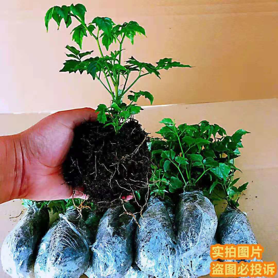 幸福树盆栽桌面绿植植物四季常青办公室内好养盆景净化空气吸甲醛