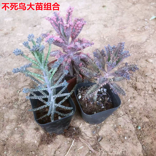 多肉美观花卉不死鸟蕾丝公主宽叶窄叶落地生根绿植老桩盆栽大全