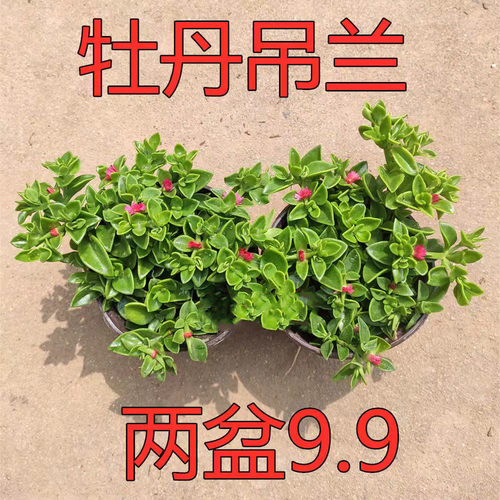 牡丹吊兰花盆栽带花阳台垂吊植物四季吊兰盆栽开花植物多年生好养