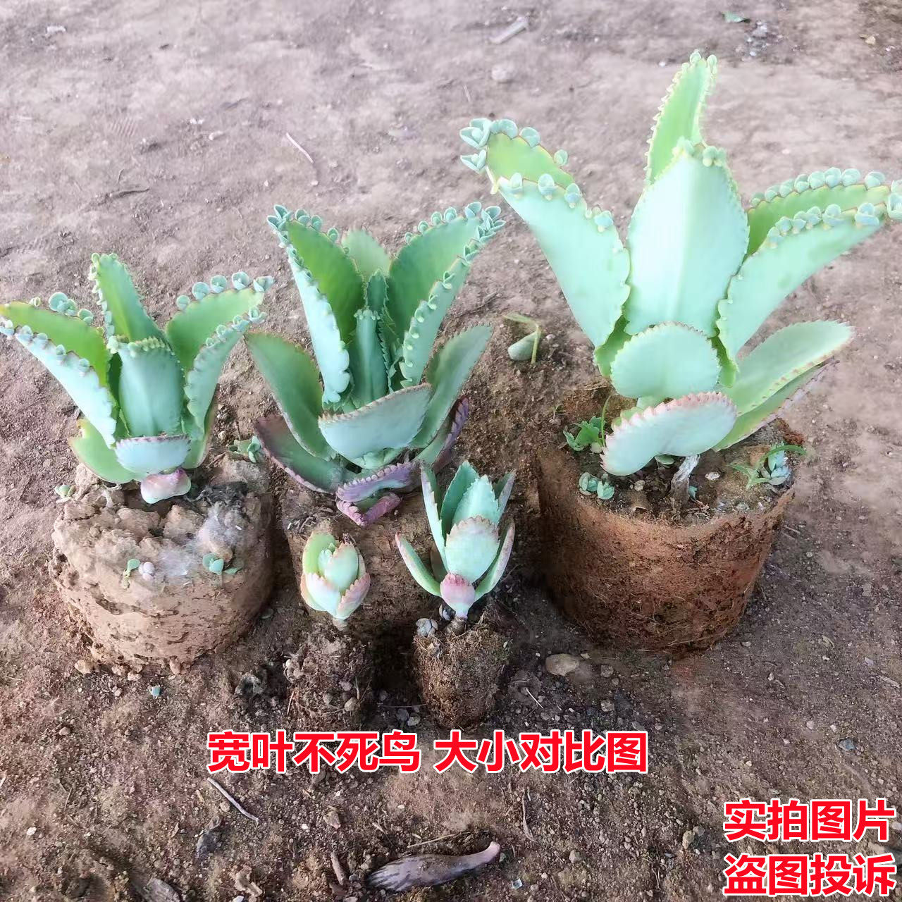 宽叶不死鸟多肉植物蕾丝公主老桩落地生根花卉绿植盆栽