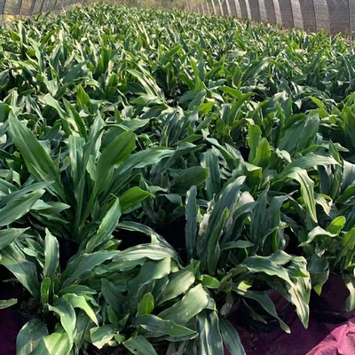 中华红果青叶万年青结婚乔迁升职之喜吉祥花客厅阳台盆栽四季常青